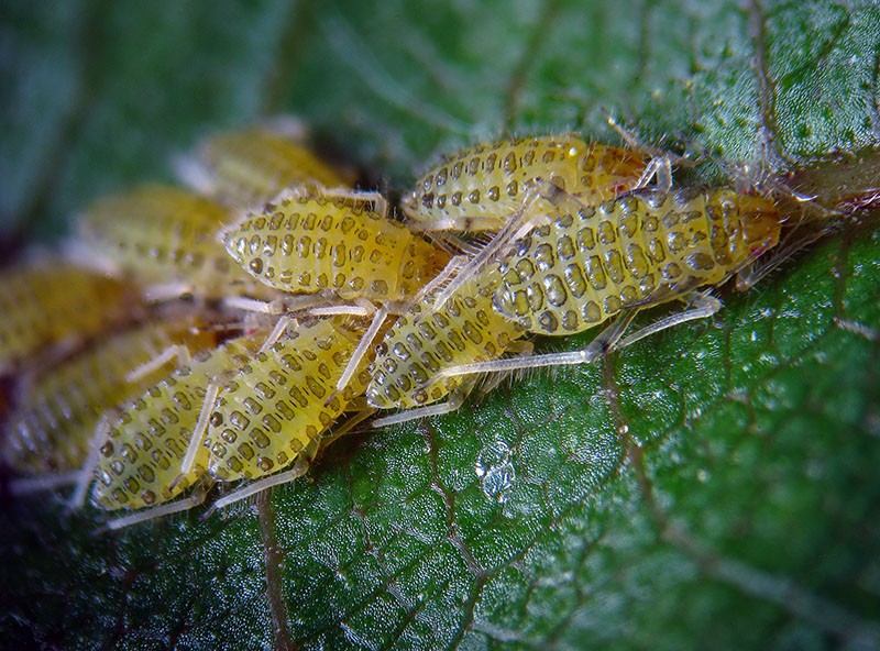 Panaphis  juglandis  (Aphididae)